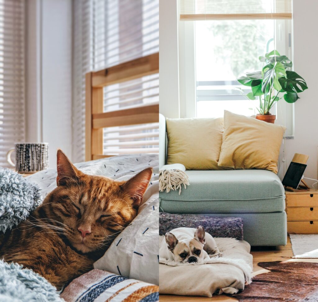 Vet Tech At Your Door Pet and House Sitting